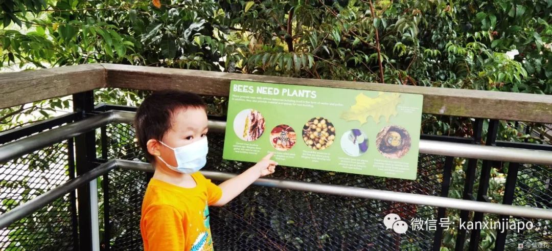 解鎖新加坡遛娃寶藏地:世界遺産植物園之兒童樂園