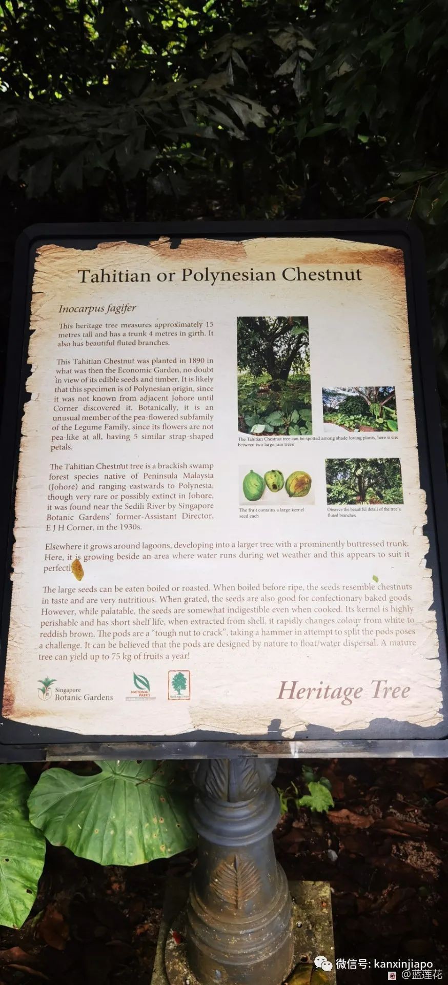 解鎖新加坡遛娃寶藏地:世界遺産植物園之兒童樂園