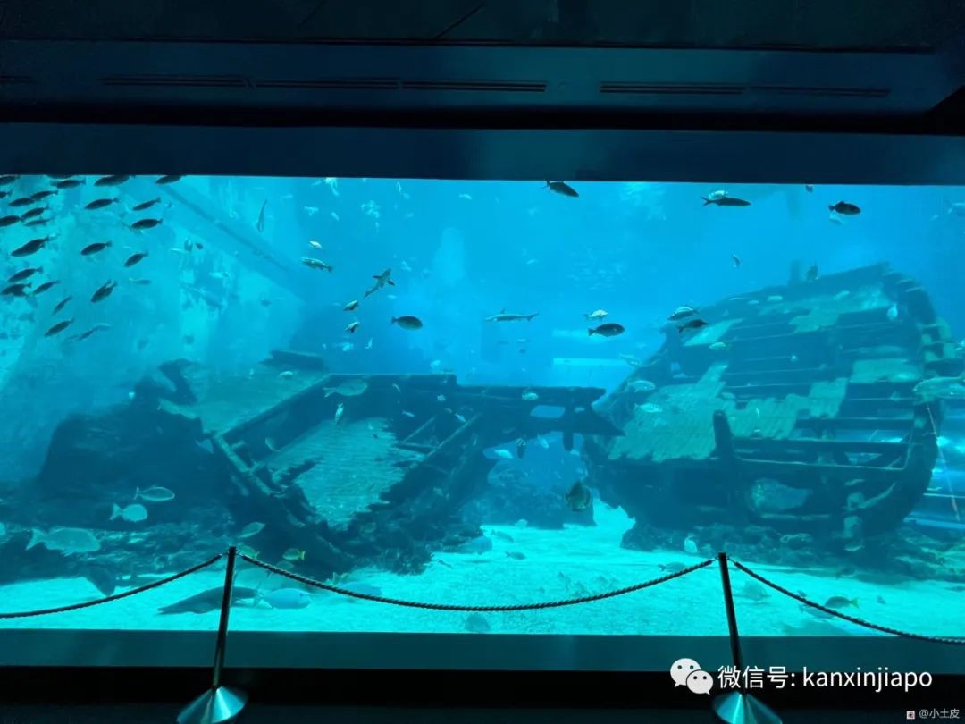 亚洲最大的海洋馆，原来在新加坡！