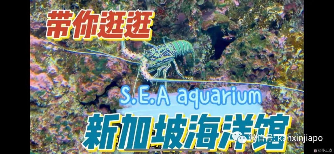 亚洲最大的海洋馆，原来在新加坡！