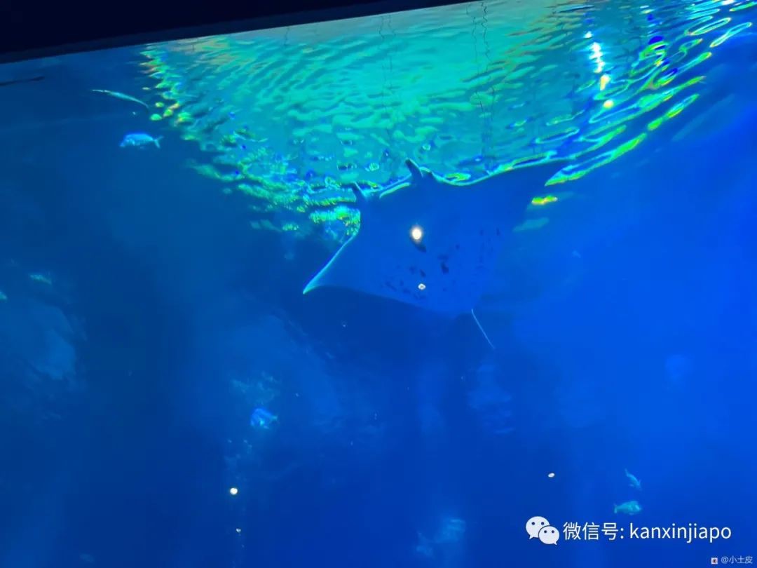 亚洲最大的海洋馆，原来在新加坡！