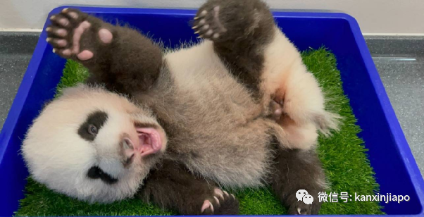 新加坡首個熊貓寶寶公開投票征名，還差你一票！
