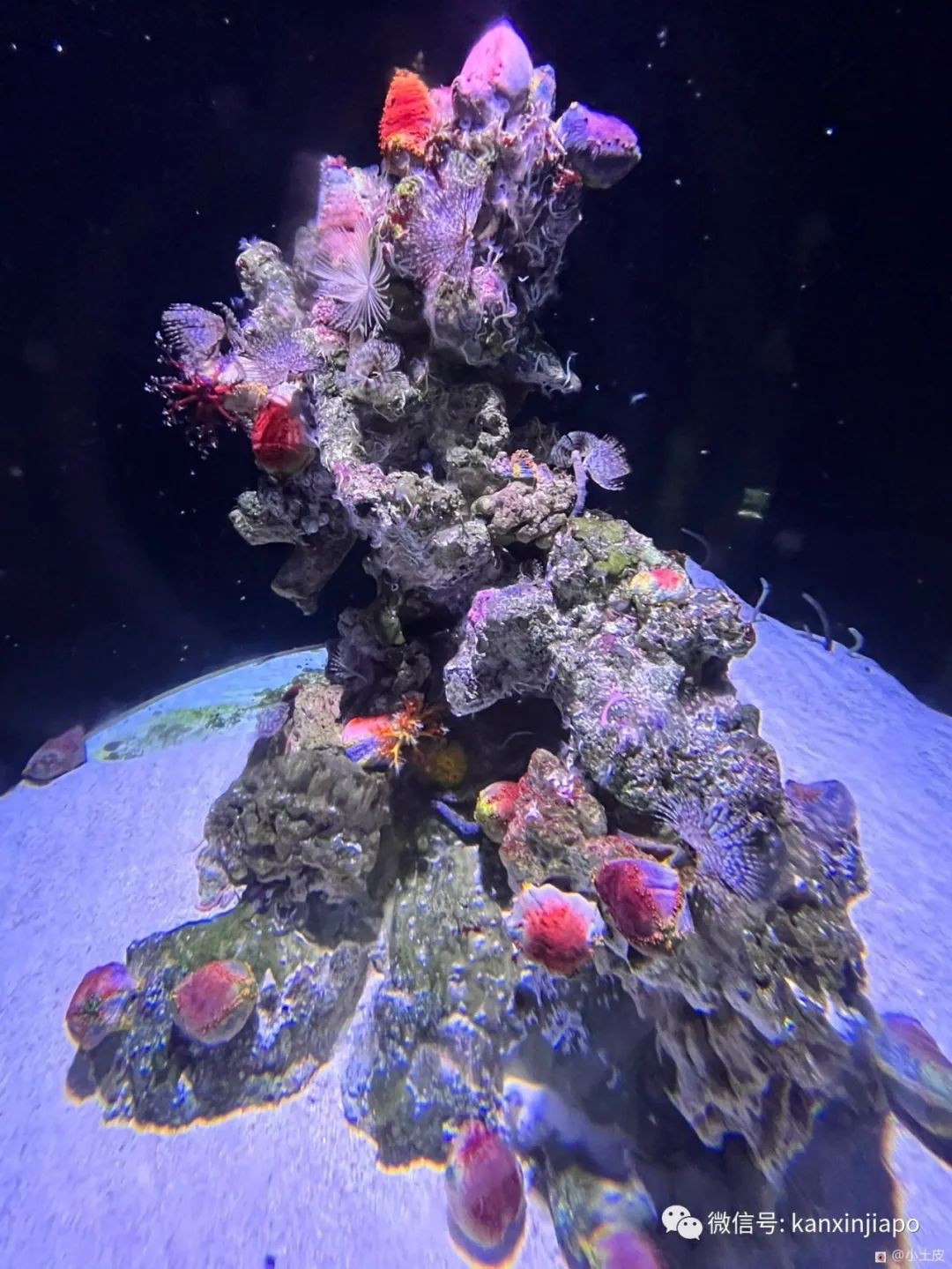 亚洲最大的海洋馆，原来在新加坡！