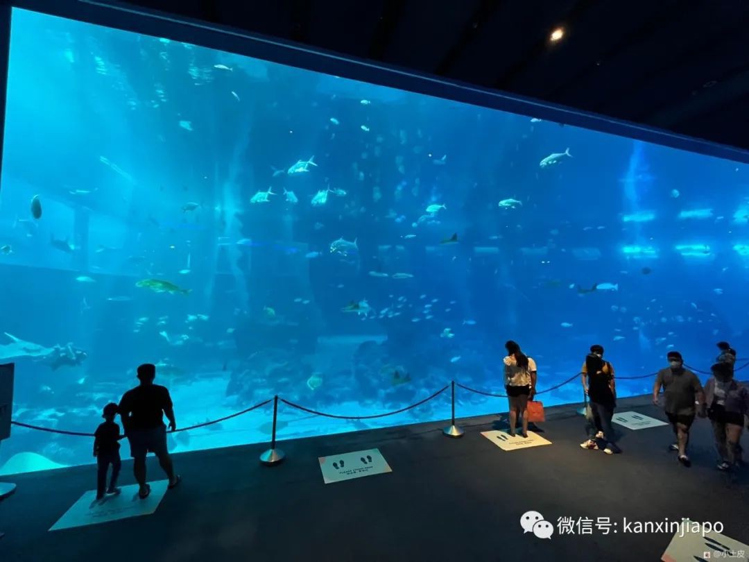 亚洲最大的海洋馆，原来在新加坡！