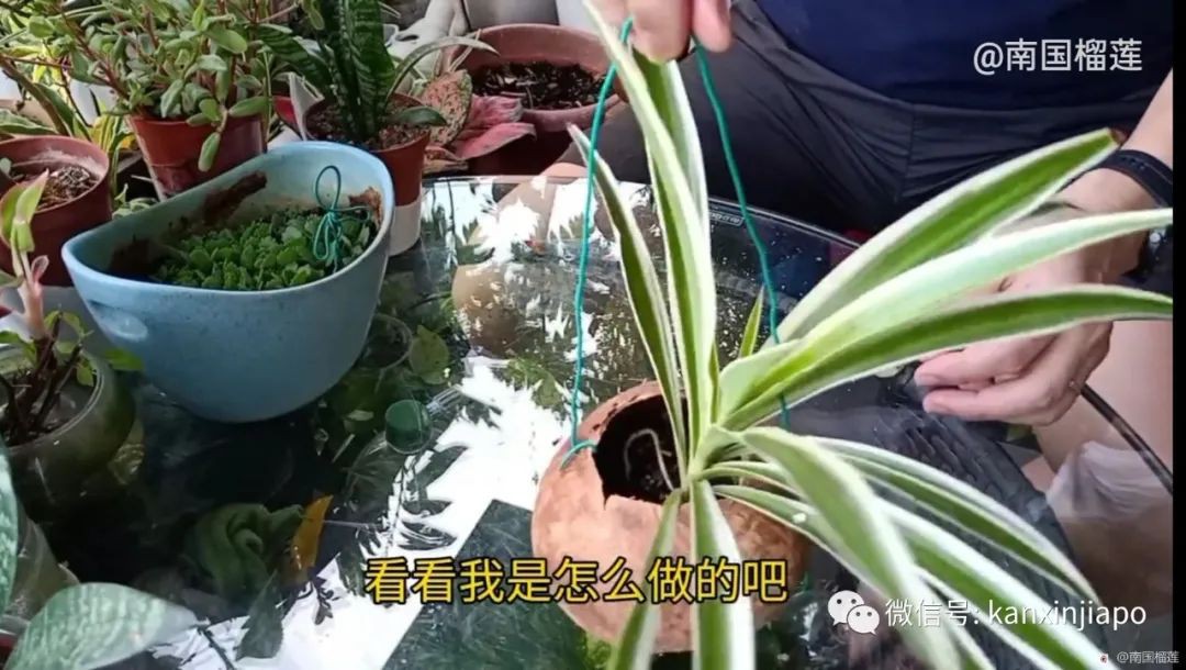 椰子浑身是个宝，喜欢椰子的朋友一定要看哦