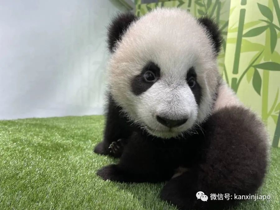 第一只在新加坡诞生的大熊猫宝宝名字公布！
