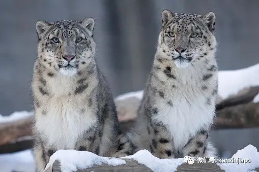 稀有雪豹因冠病去世；马国确诊病例稳定