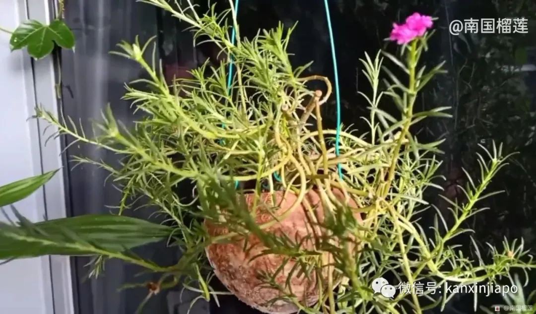 椰子浑身是个宝，喜欢椰子的朋友一定要看哦