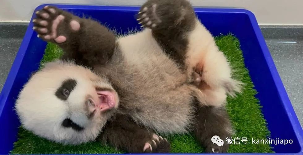 第一只在新加坡诞生的大熊猫宝宝名字公布！