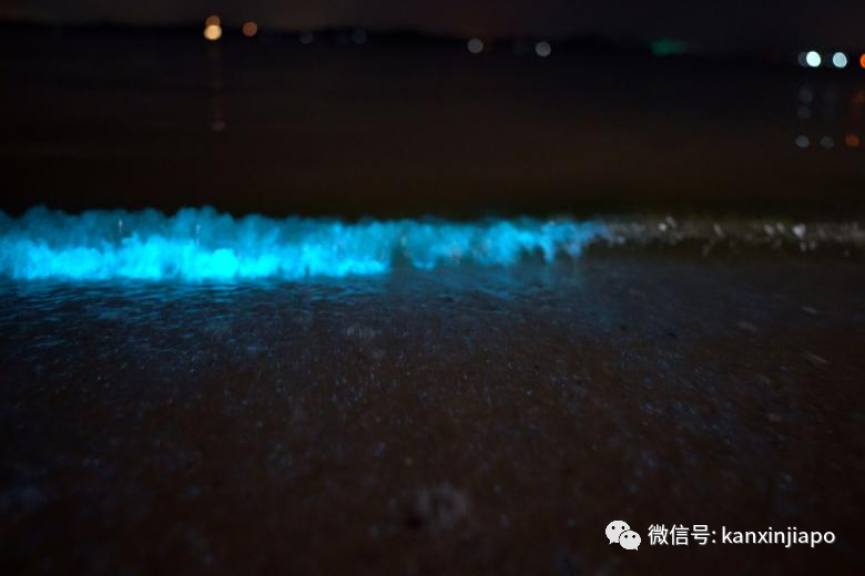 蓝色的荧光海浪，仿佛被施了魔法的新加坡海滩