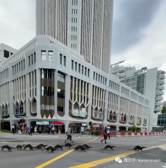 新加坡“網紅”水獺家族竟有這麽不爲人知的一面~