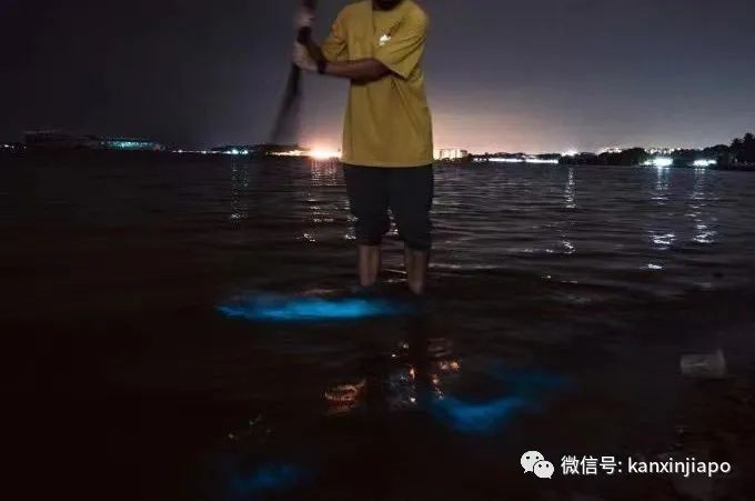 藍色的熒光海浪,仿佛被施了魔法的新加坡海灘