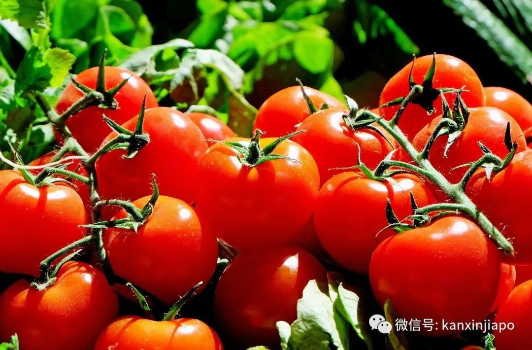新加坡现在能吃到千里之外的番茄之王了，还免国际运费！