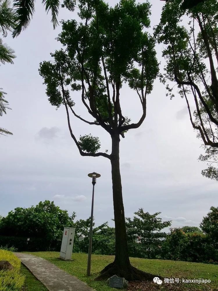 原来英国女王和邓小平都来新加坡种过树，地址就在这…