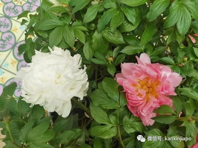 探訪新加坡最美花園,只可惜這裏的牡丹似乎缺少了點野性...