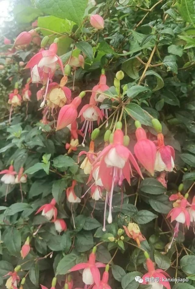 探訪新加坡最美花園,只可惜這裏的牡丹似乎缺少了點野性...