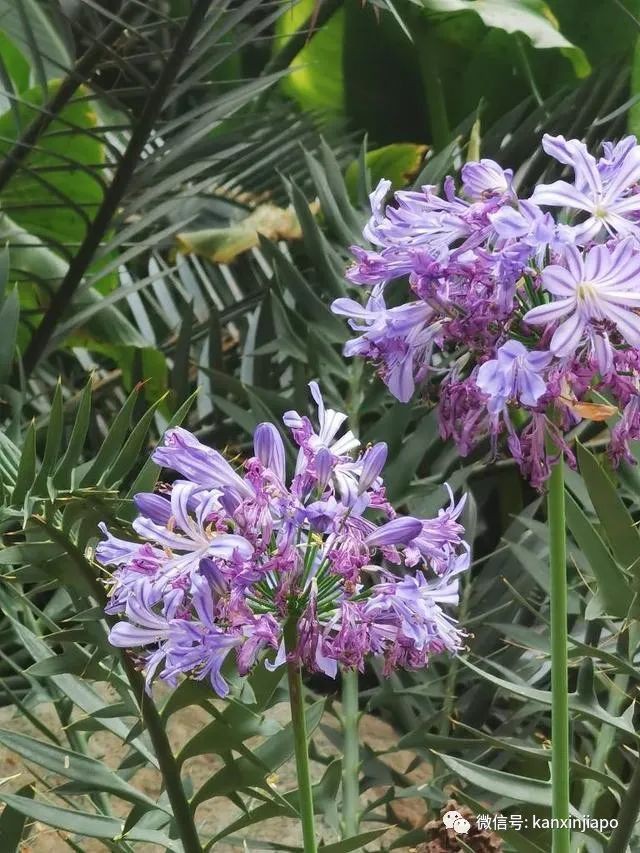 探訪新加坡最美花園,只可惜這裏的牡丹似乎缺少了點野性...