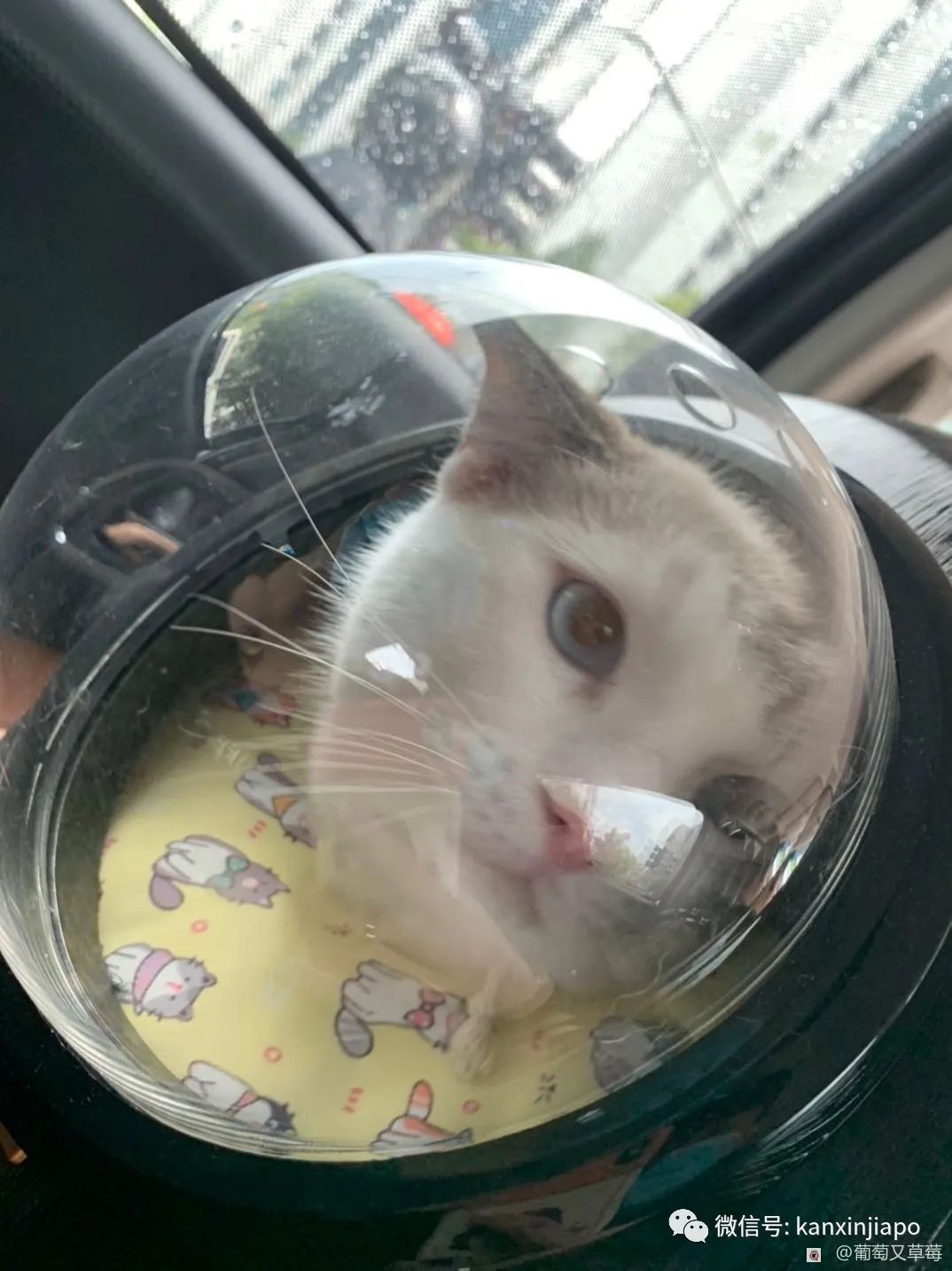 在新加坡怎么给猫咪绝育？铲屎官们看过来