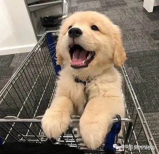 原来在新加坡养宠物有这么多冷知识！