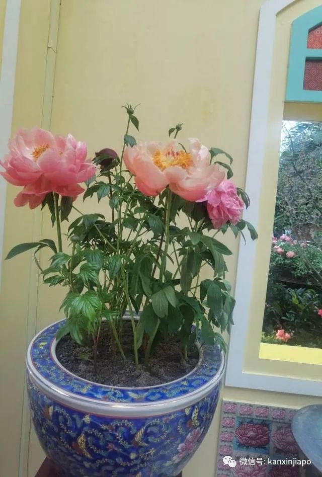 探訪新加坡最美花園,只可惜這裏的牡丹似乎缺少了點野性...