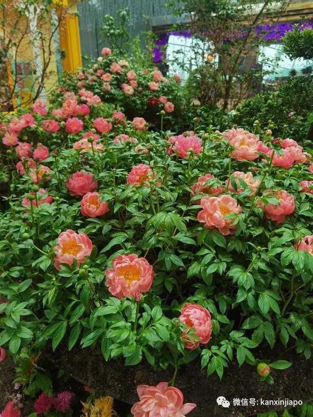 探訪新加坡最美花園,只可惜這裏的牡丹似乎缺少了點野性...