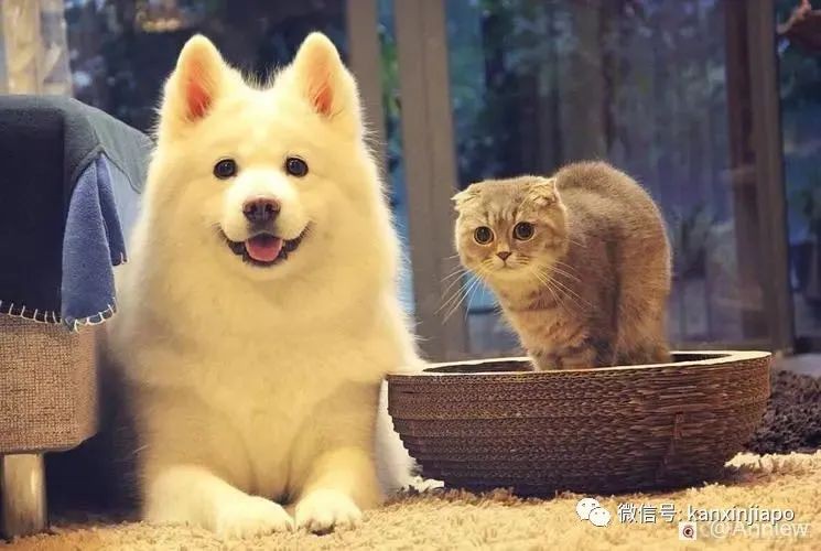 原来在新加坡养宠物有这么多冷知识！