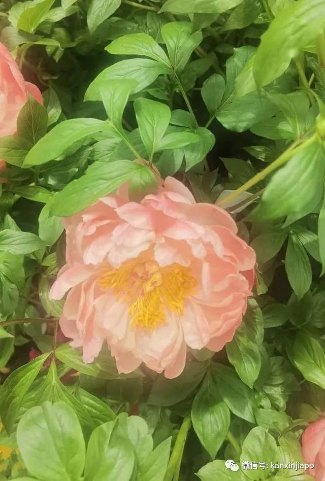 探訪新加坡最美花園,只可惜這裏的牡丹似乎缺少了點野性...