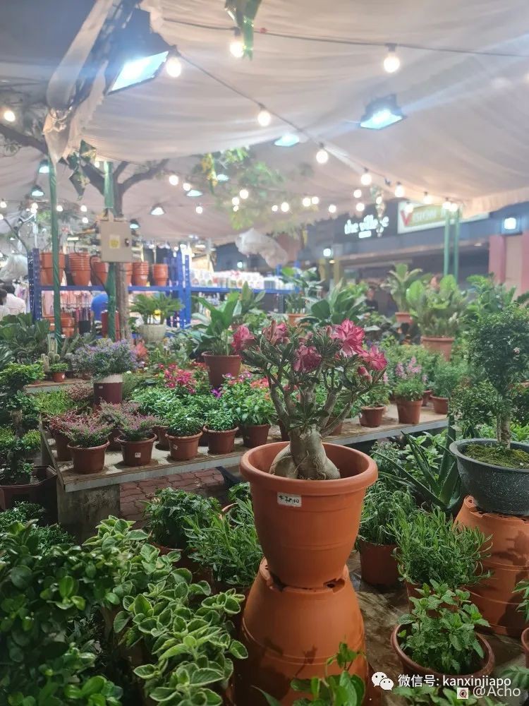 新加坡美食夜市时隔两年重开，现场探访有啥亮点