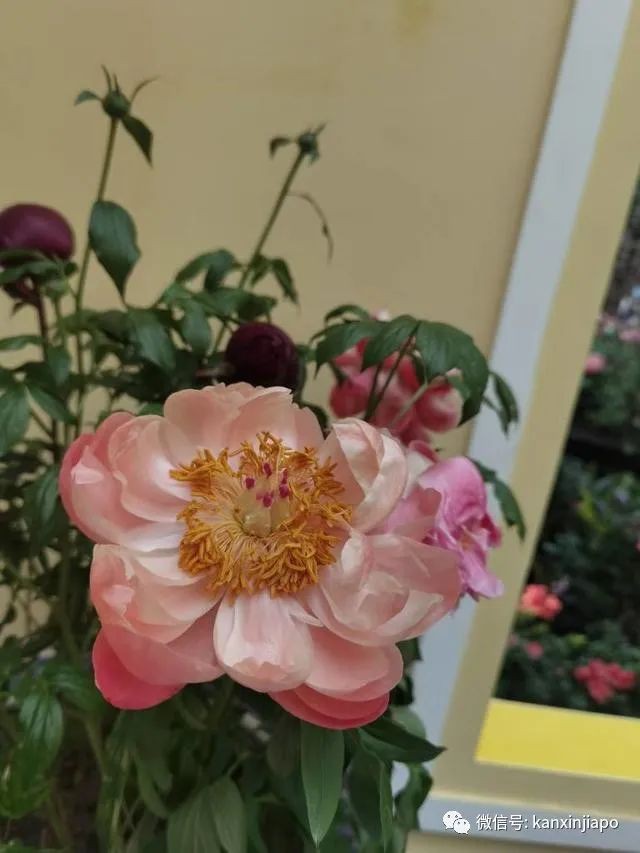 探訪新加坡最美花園,只可惜這裏的牡丹似乎缺少了點野性...