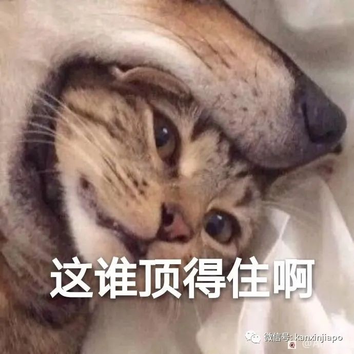 原来在新加坡养宠物有这么多冷知识！