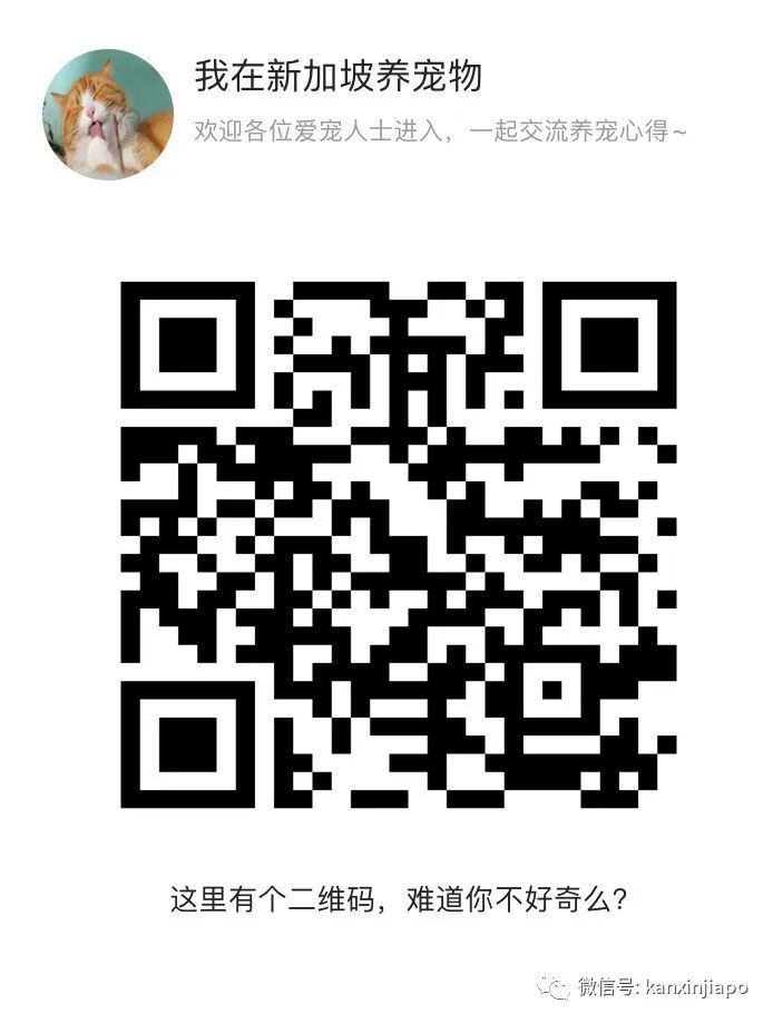 原来在新加坡养宠物有这么多冷知识!