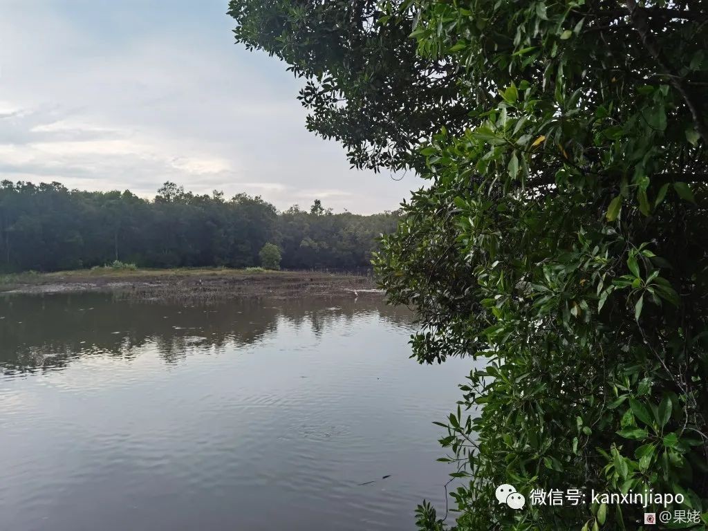 新加坡有这么一个宝藏湿地保护区，适合周末跟家人朋友一起去