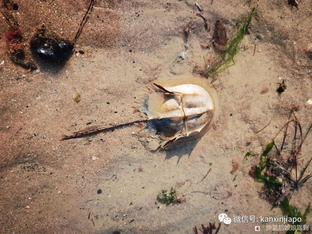 去樟宜海滩赶海吧，那里有最美的日出和从未见过的海洋生物...