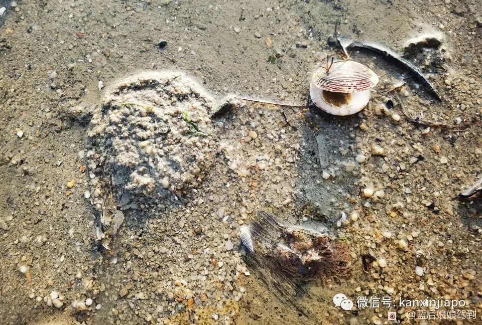 去樟宜海滩赶海吧，那里有最美的日出和从未见过的海洋生物...