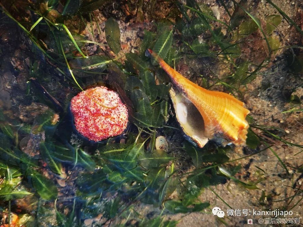 去樟宜海滩赶海吧，那里有最美的日出和从未见过的海洋生物...