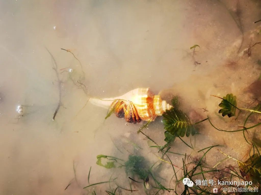 去樟宜海滩赶海吧，那里有最美的日出和从未见过的海洋生物...