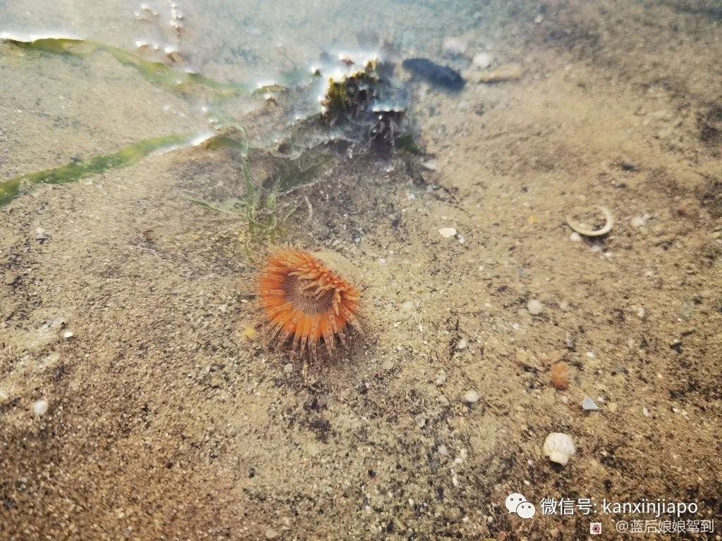 去樟宜海滩赶海吧，那里有最美的日出和从未见过的海洋生物...
