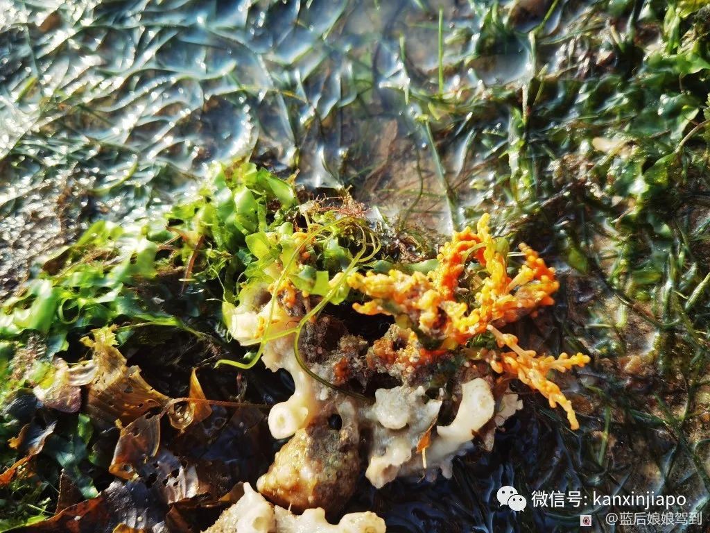 去樟宜海滩赶海吧，那里有最美的日出和从未见过的海洋生物...