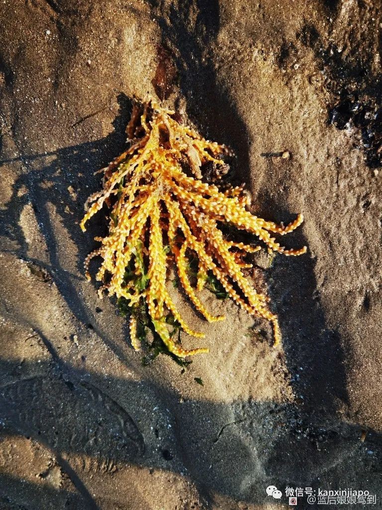 去樟宜海滩赶海吧，那里有最美的日出和从未见过的海洋生物...
