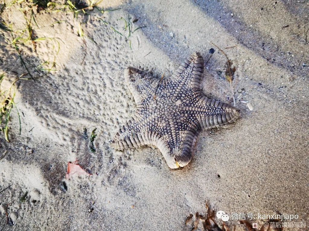 去樟宜海滩赶海吧，那里有最美的日出和从未见过的海洋生物...