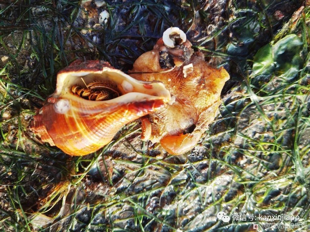 去樟宜海滩赶海吧，那里有最美的日出和从未见过的海洋生物...