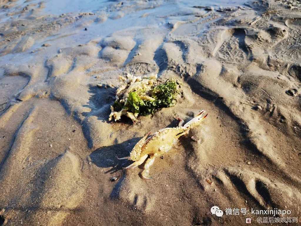去樟宜海滩赶海吧，那里有最美的日出和从未见过的海洋生物...