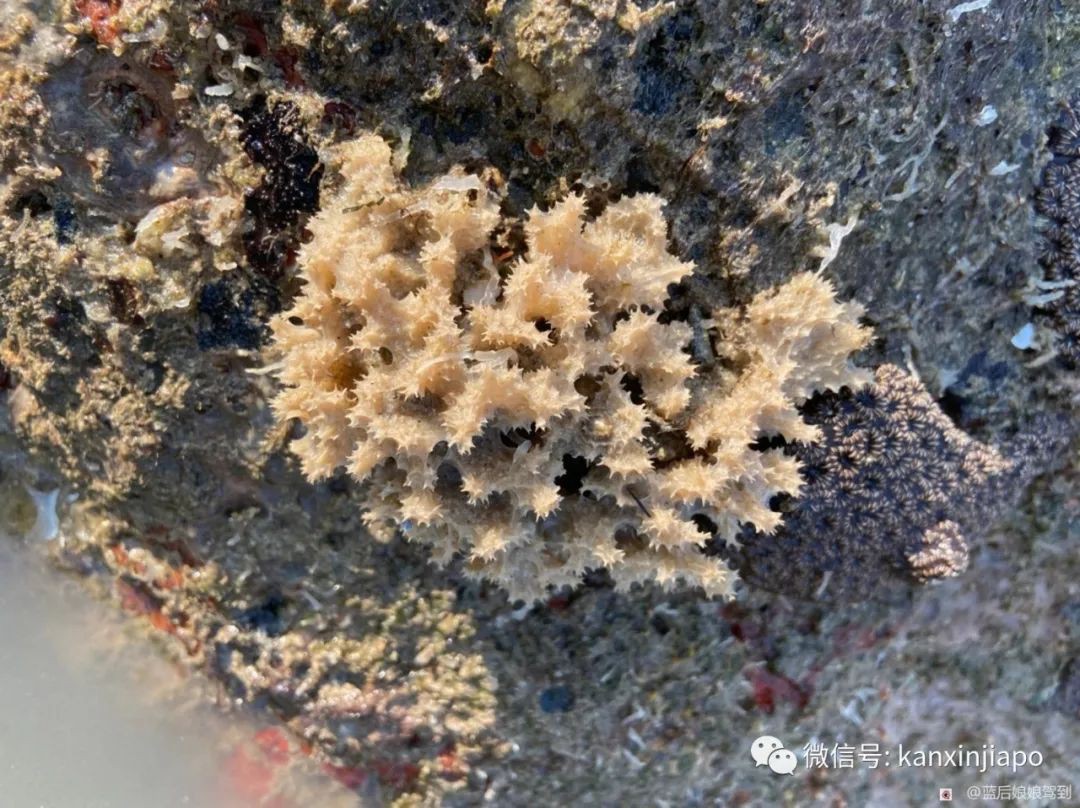 去樟宜海滩赶海吧，那里有最美的日出和从未见过的海洋生物...