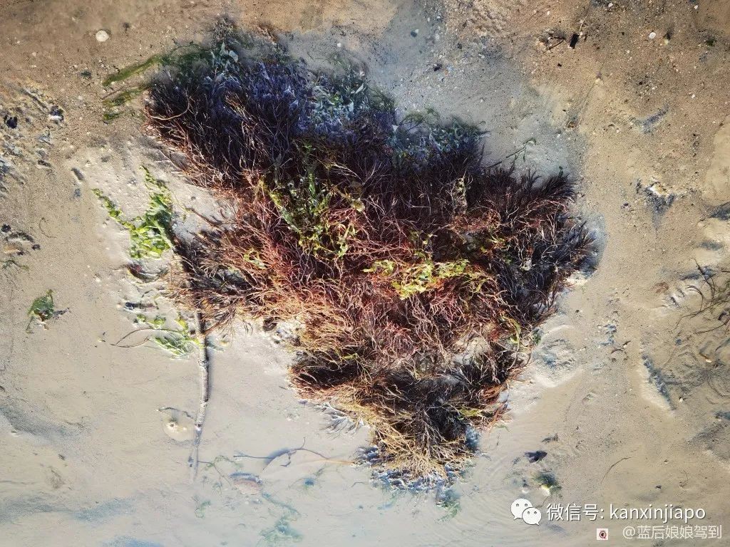 去樟宜海滩赶海吧，那里有最美的日出和从未见过的海洋生物...
