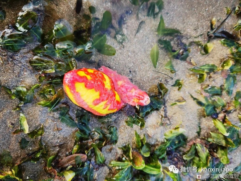 去樟宜海滩赶海吧，那里有最美的日出和从未见过的海洋生物...