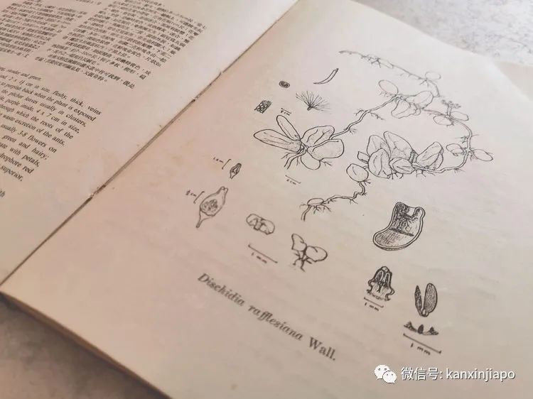 毕业于南大的她靠种植胡椒成为科学院院士