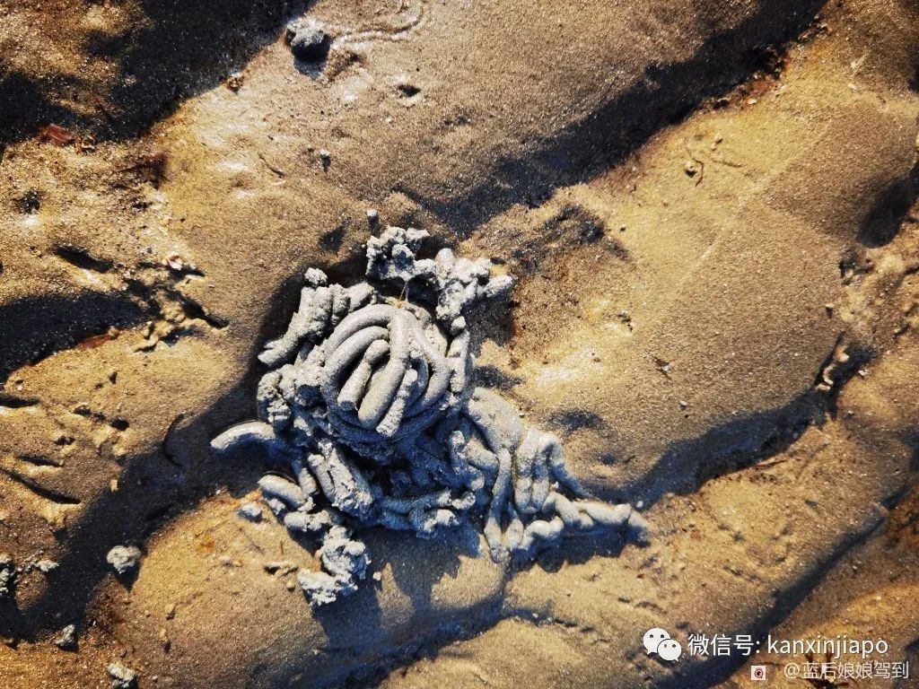 去樟宜海滩赶海吧，那里有最美的日出和从未见过的海洋生物...