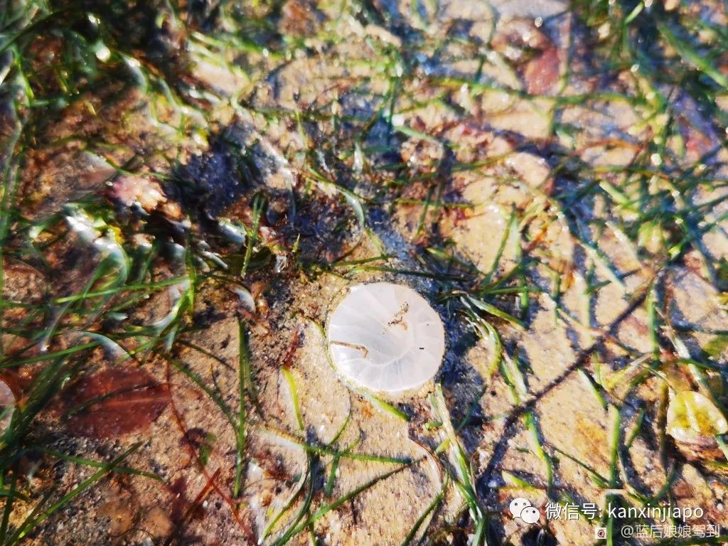 去樟宜海滩赶海吧，那里有最美的日出和从未见过的海洋生物...