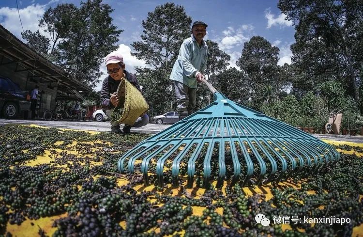 毕业于南大的她靠种植胡椒成为科学院院士