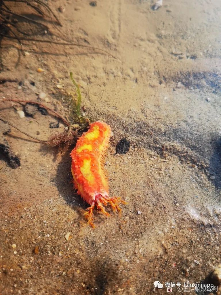 去樟宜海滩赶海吧，那里有最美的日出和从未见过的海洋生物...